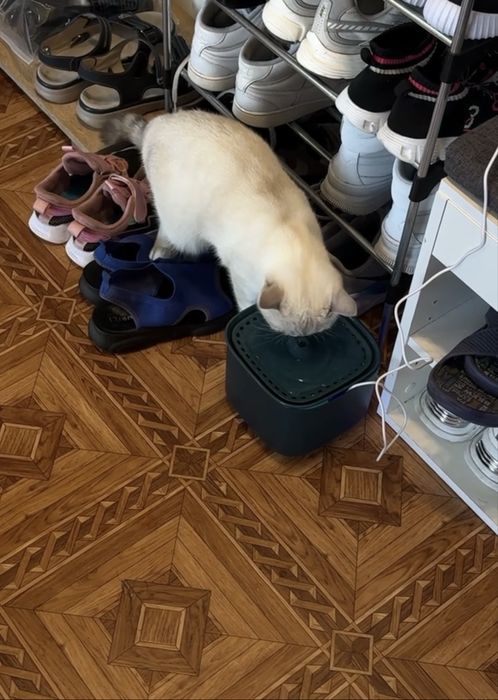 Фонтан для котика