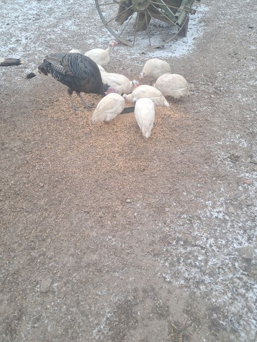 Sprzedam Indory,perliczki,kaczory