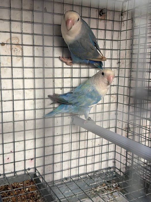 Roseicolis longfeathers