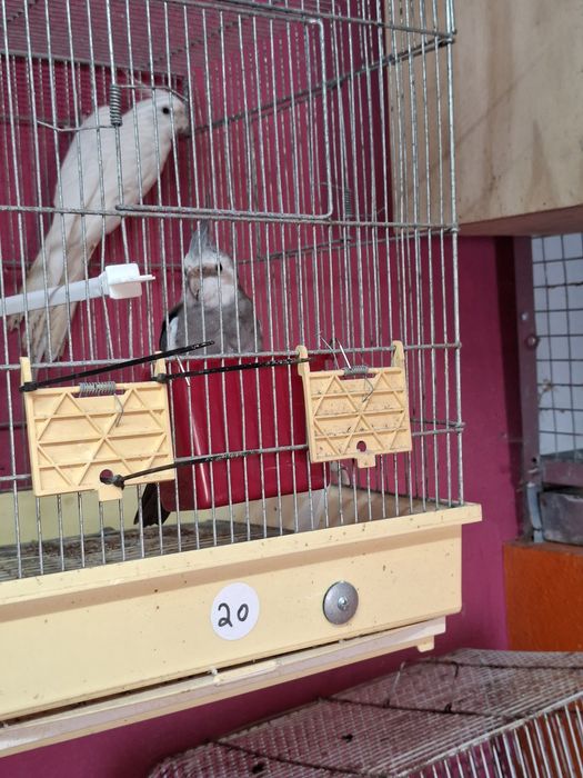 Caturras para cedencia