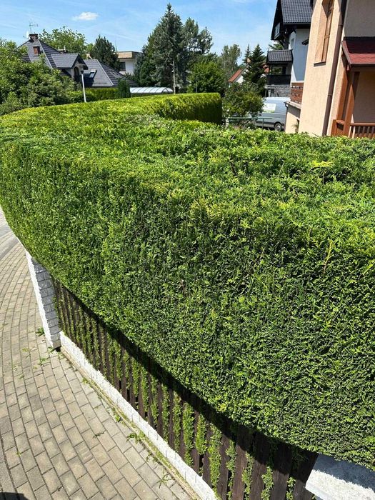 Zakładanie i pielęgnacja ogrodów firma TRAWOGRÓD