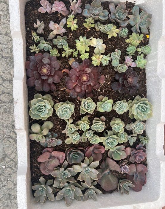 Suculentas Caixinhas “aprendiz”  Caixas com 20 suculentas de diversas variedades. (Sortidas)  20 suculentas 20€ ( sai 1€ cada)