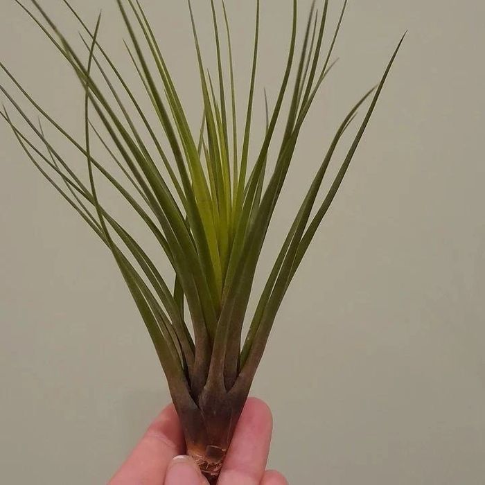 Plantas aéreas, tillandsias