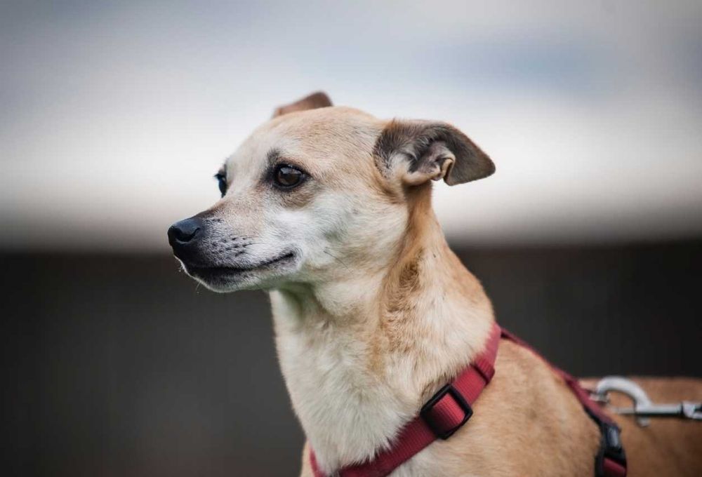 Drobniutka Nebula szuka domku