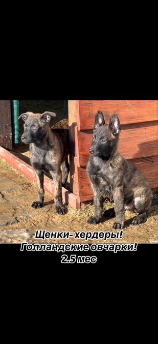 Выбор щенков голландской овчарки!