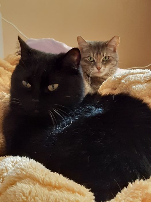 Перетримка котиків