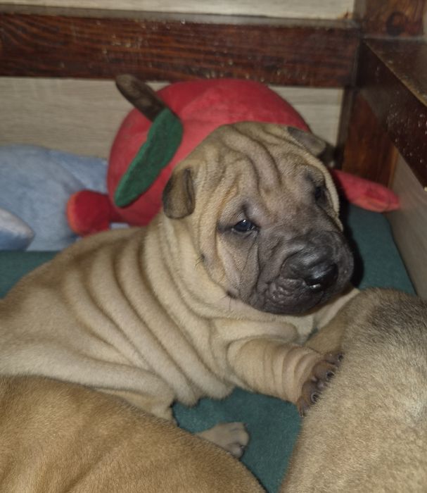 Shar pei - malutki DESIMIR rozgląda się za nowym domem*ZKwP/FCI