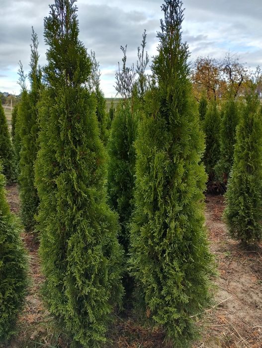 Thuja Szmaragd gęsty 120-130cm Kraków