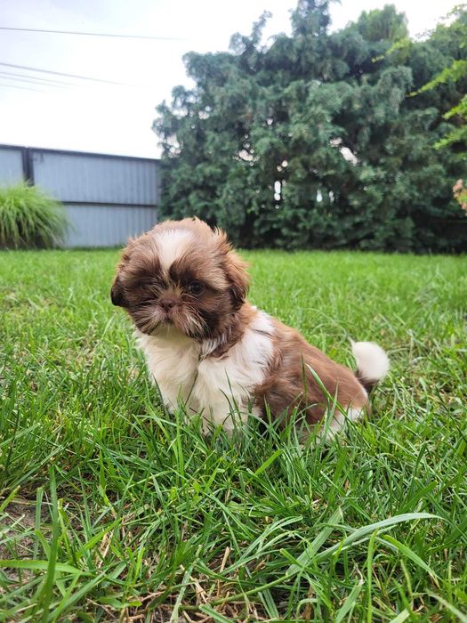 Szczeniak Shih-tzu suczka