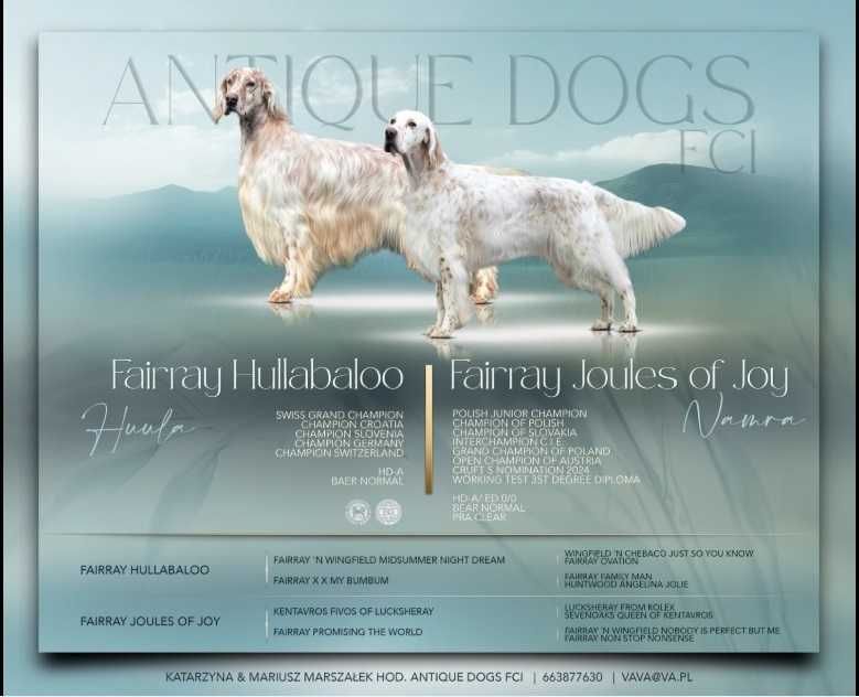 APATYT Antique Dogs FCI Seter Angielski