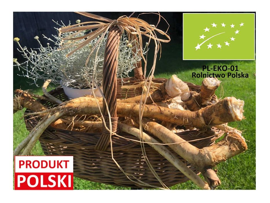 Chrzan BIO / Ekologiczny – 1 kg prawdziwej, polskiej mocy!