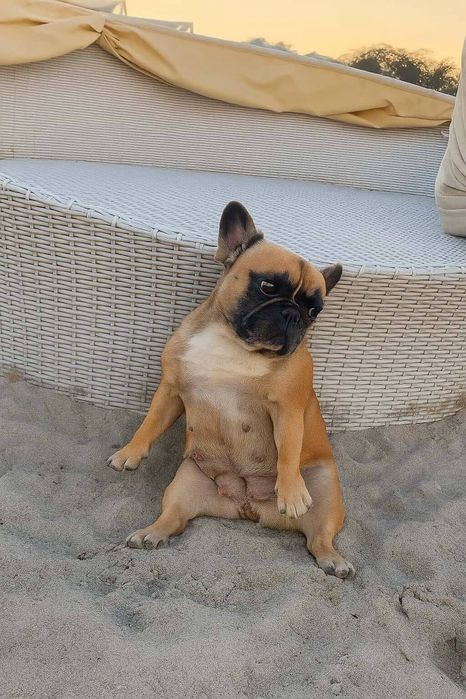 Французький бульдог