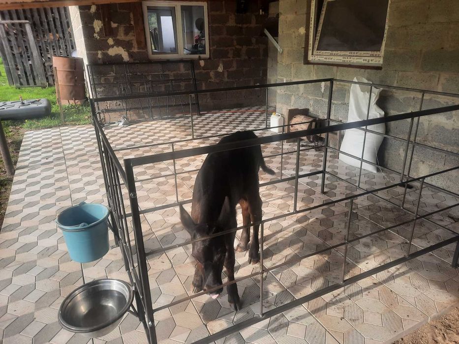 Клітки для телят,  клетки, огорожа