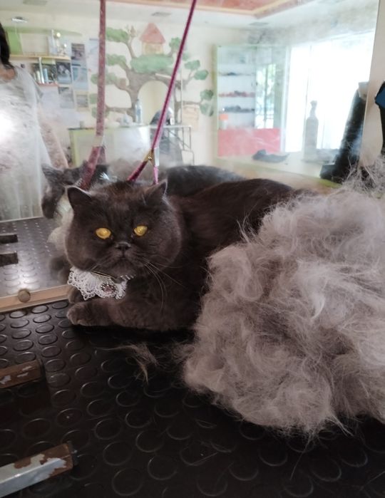 Грумінг, стрижка вичісування котів