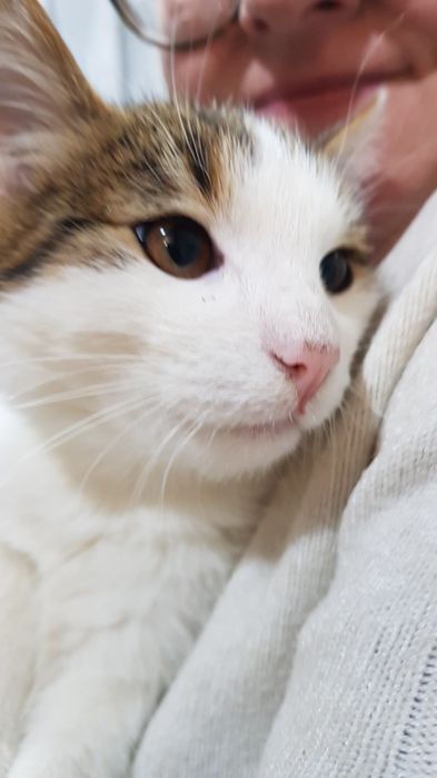 Przekażę kotki do adopcji