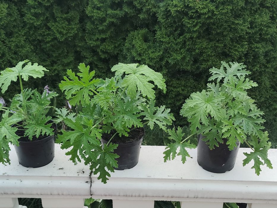 Geranium - Anginka -Anginowiec