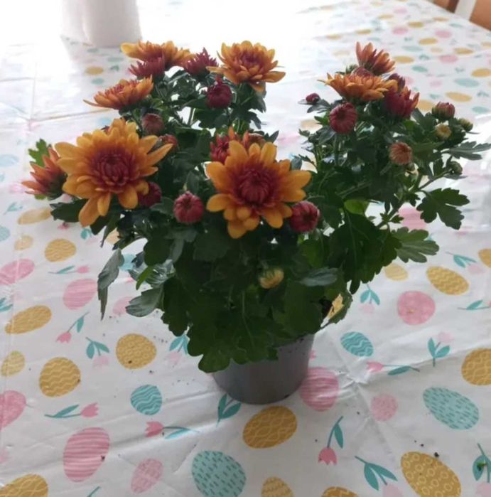 Crisântemo rosa e laranja
