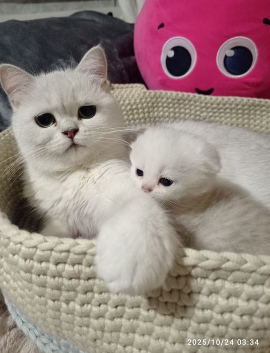 Шотландська дівчинка фолд шиншила срібло