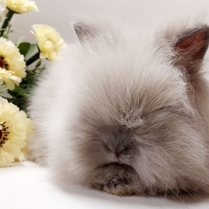 Karzełek Fluffy Teddy puchaty miś