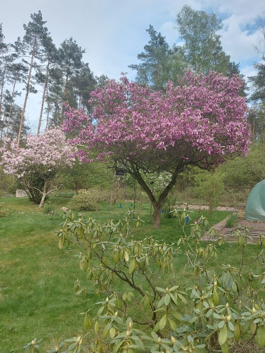 Sprzedam magnolię drzewo