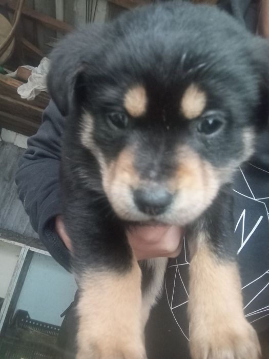 Отдам бесплатно собачек