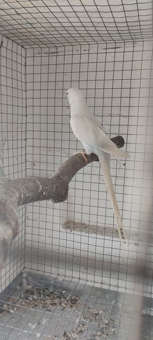 Casal de ringneck