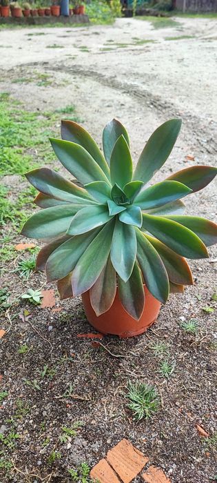 Planta suculenta