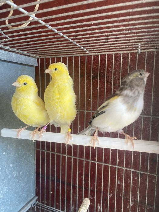 Canários machos e fêmeas