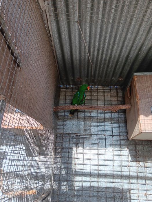 Papagaio  Macho eclectus roratus