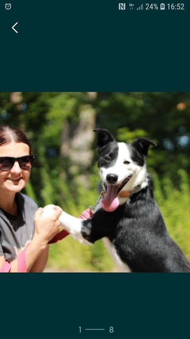BIMM - mix border collie. 5- letni, łagodny