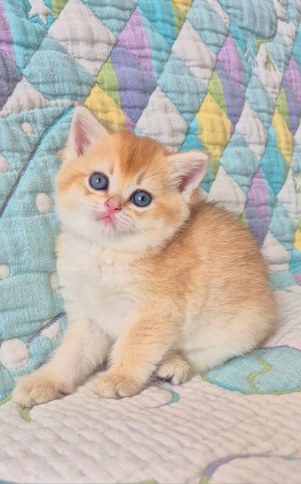 Золота шиншила кішечка