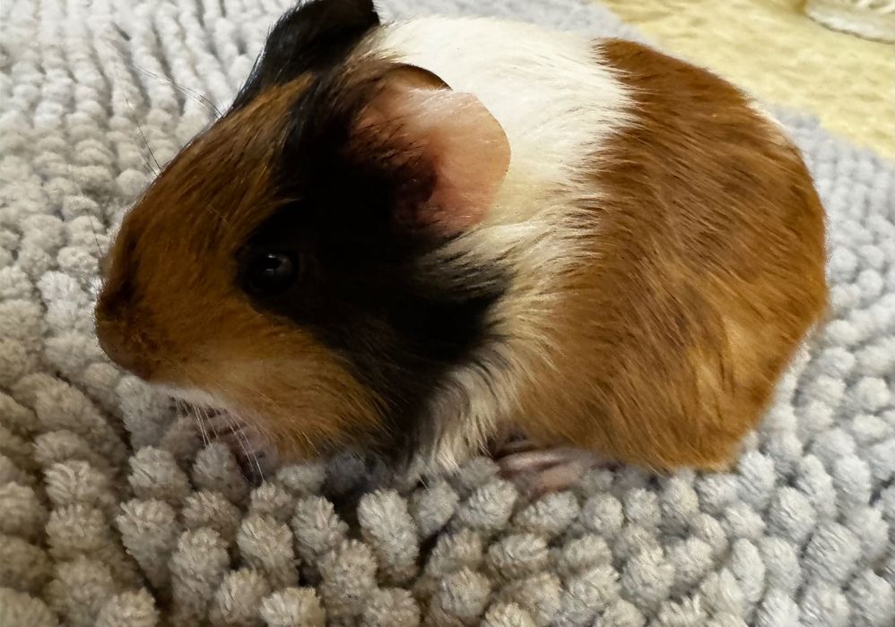 Морські свинки, різнокольорові гладкошерстні