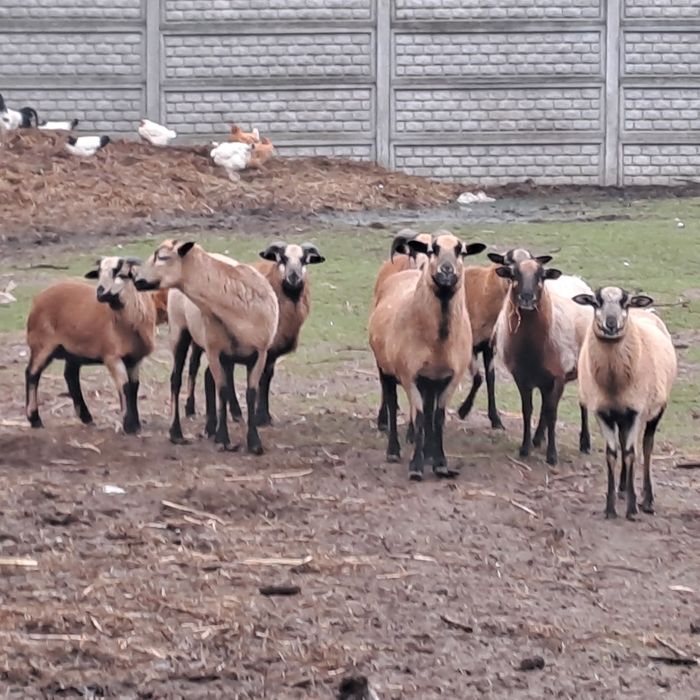 Owce i baranki kameruńskie