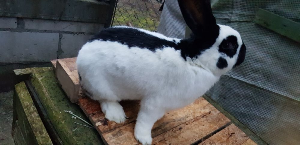 Sprzedam samczyki srokacza