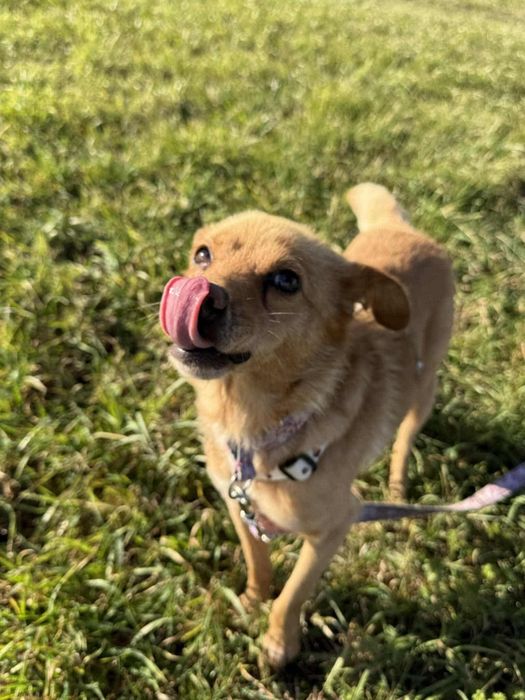 Przytulaśna Misia szuka domku na zawsze