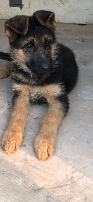 Німецька вівчарка