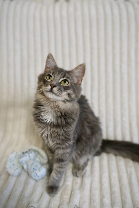 Сіренький молодий гарний котик