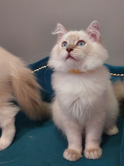 MINDI  koteczka ragdoll FPL/FIFE