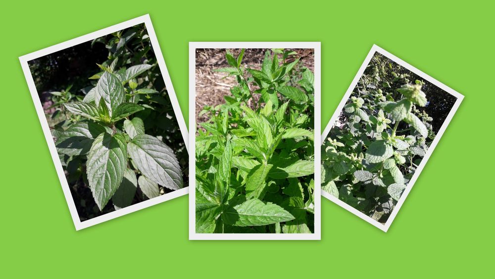 Mięta suszona mix 25g