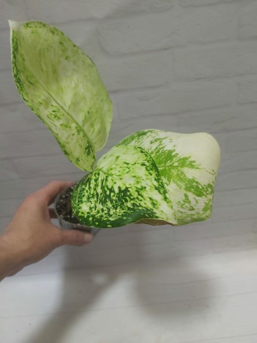 Аглаонема White Rose