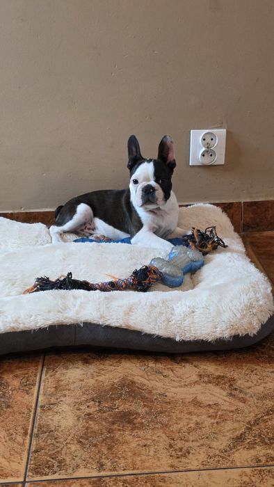 Boston Terrier z rodowodem