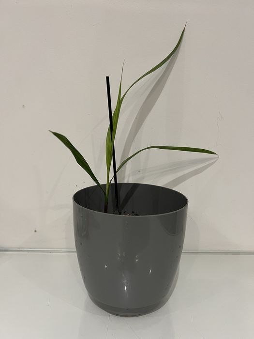 Nasiona palmy Waszyngtonia Robusta, palma meksykanska