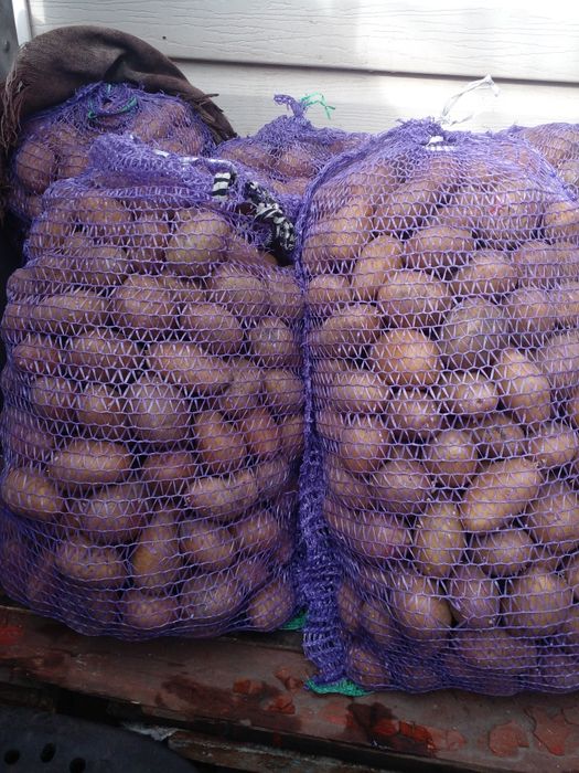 Посадкова картопля