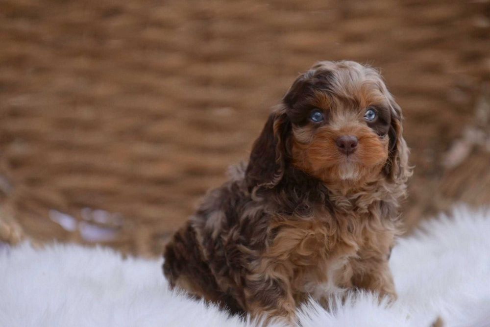 Cockapoo merle disponível