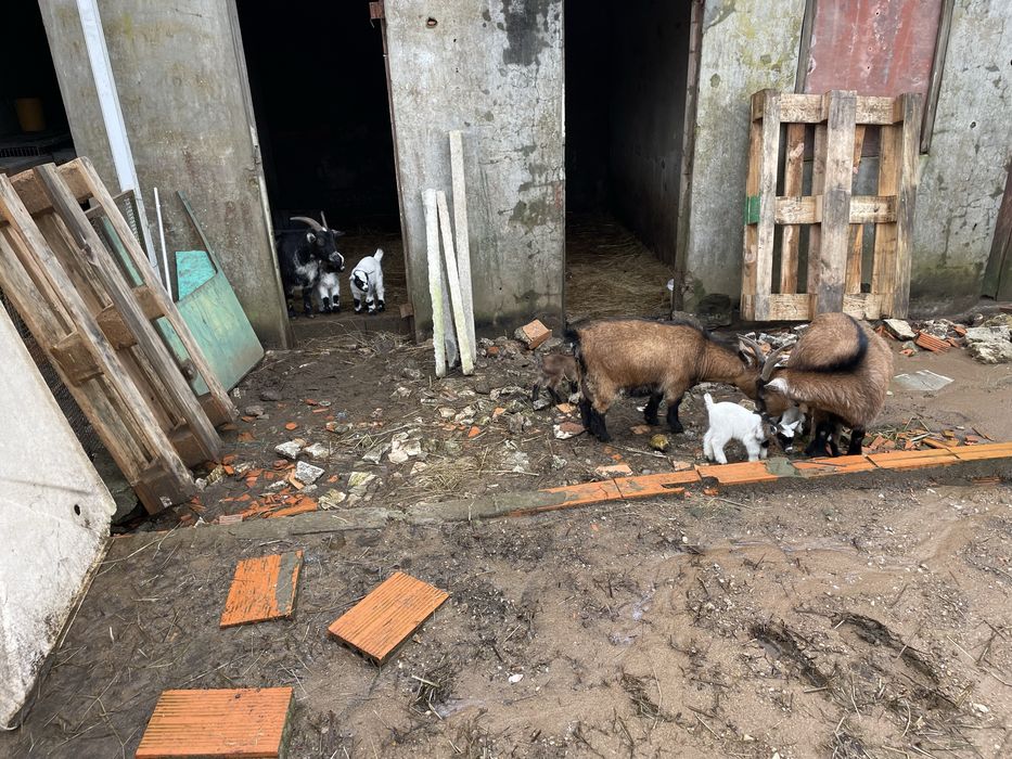 Vou ter para venda 4 casais cada casal 120 boa ninhada