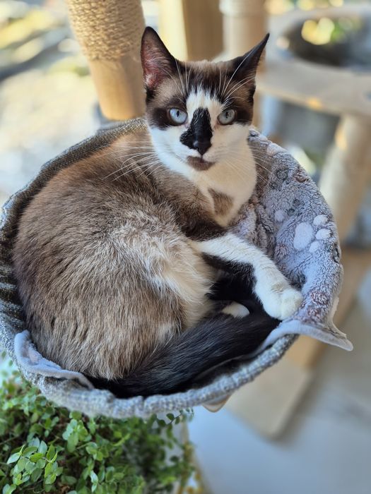 Piękna i dostojna Lili