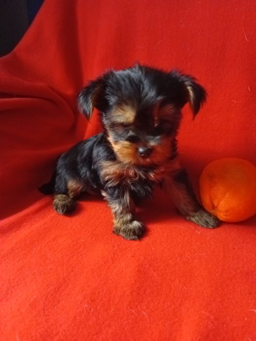 Yorkshire terrier szczeniak dziewczynka