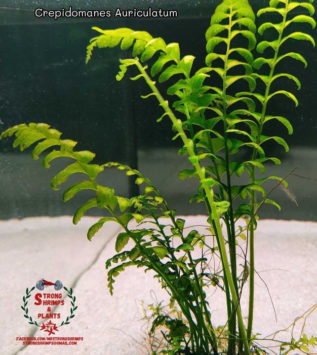 Crepidomanes Auriculatum- Hymenasplenium Obscurum Rarytas