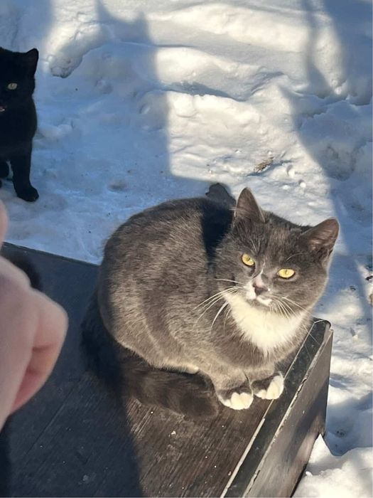 отдам котят в хорошие  руки