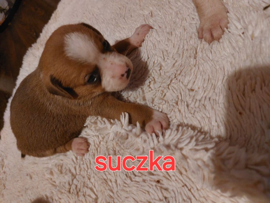 Oddam pieski w dobre ręce